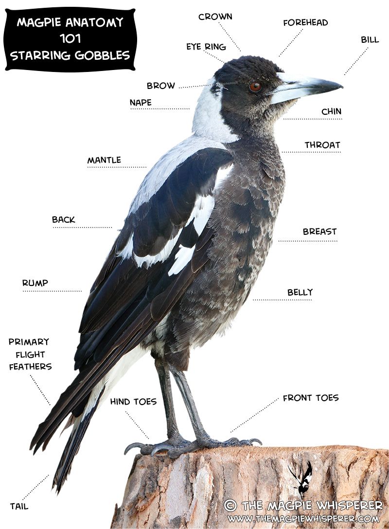 Justering svinge lave mad Australian Magpie 101 - The Magpie Whisperer